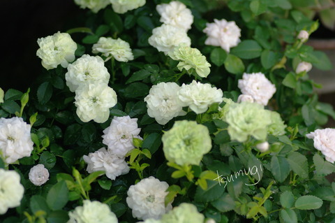 IMGP9046 のコピー