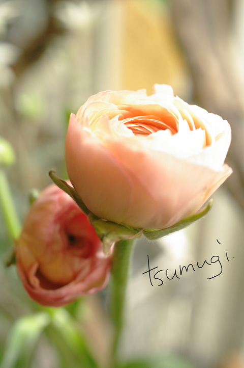 IMGP5966 のコピー