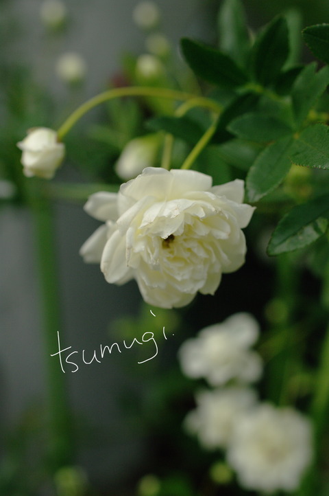 IMGP6799 のコピー