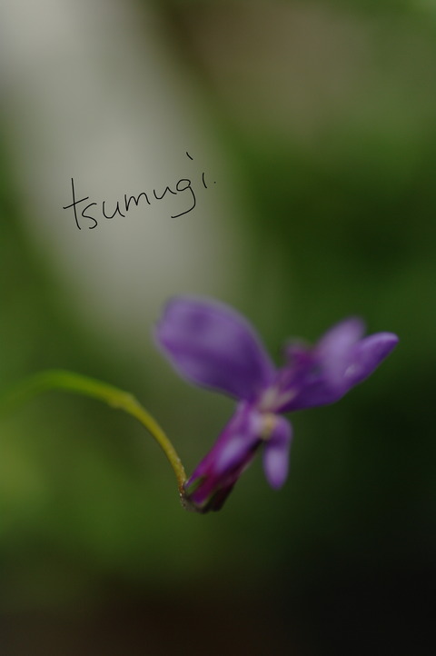 IMGP7519 のコピー