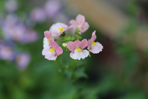 IMG_5770 のコピー