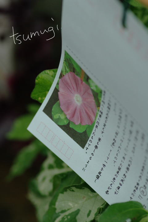 IMGP8424 のコピー