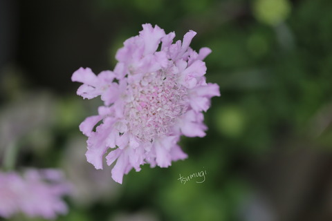 IMG_2921 のコピー