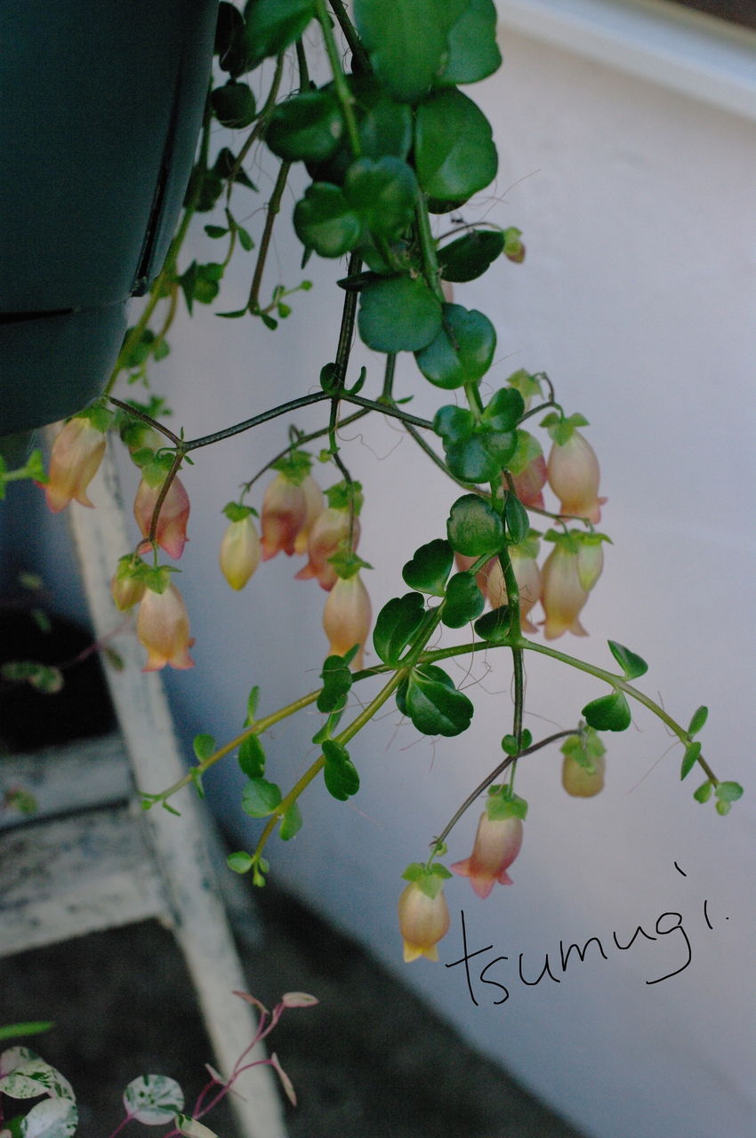 お花入荷です Tsumugi87のblog お花入荷です Tsumugi87のblog