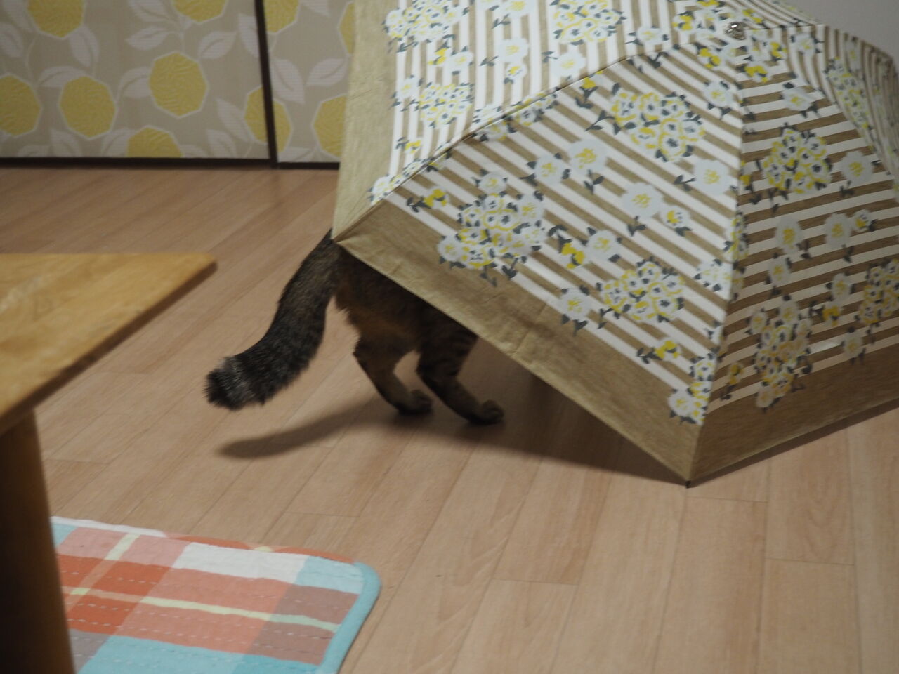 めくれる ふくれる ねこ様と私