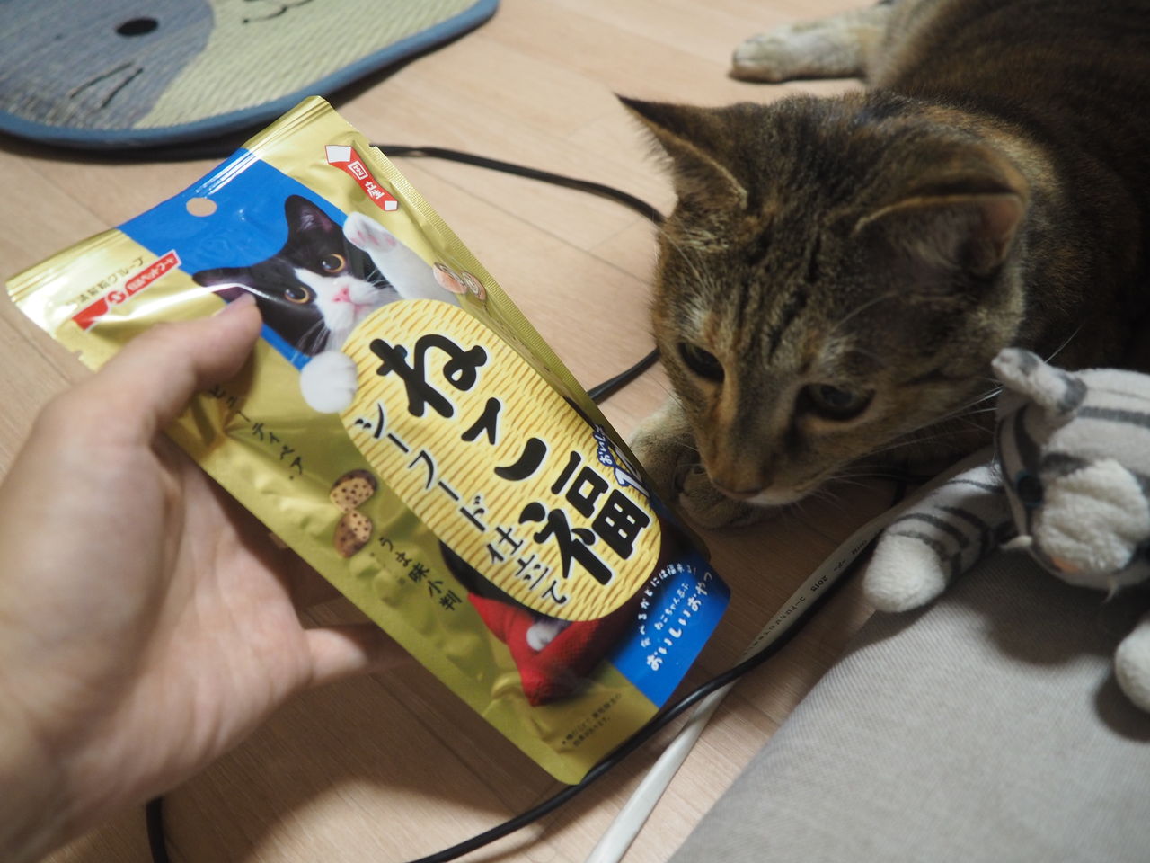 新しいおやつ ねこ様と私 新しいおやつ ねこ様と私