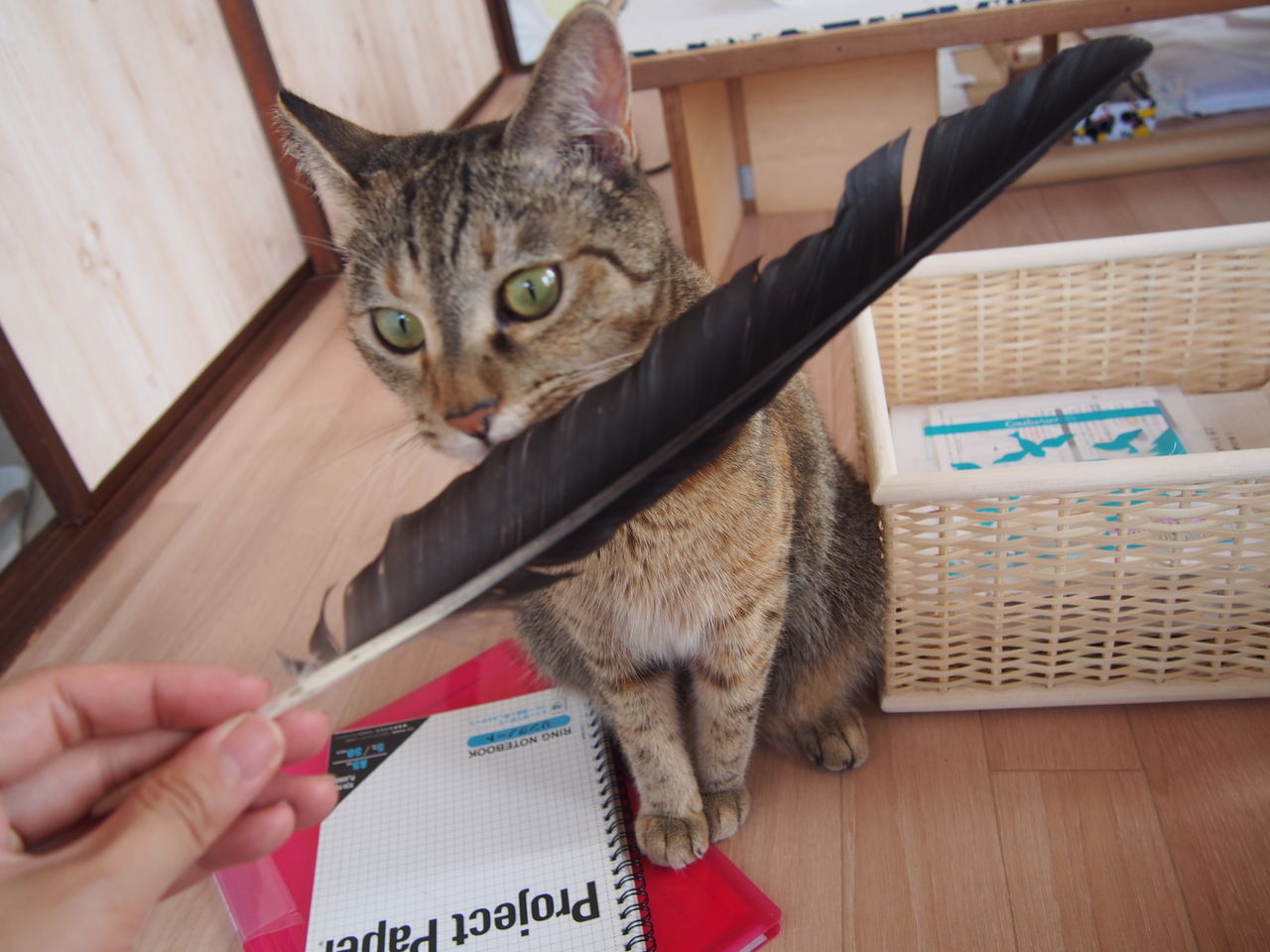キャリーバッグを嫌がる猫の対策 上手な入れ方 おすすめのキャリーバッグ6選をご紹介 猫の総合情報サイト ペットスマイルニュースforネコちゃん