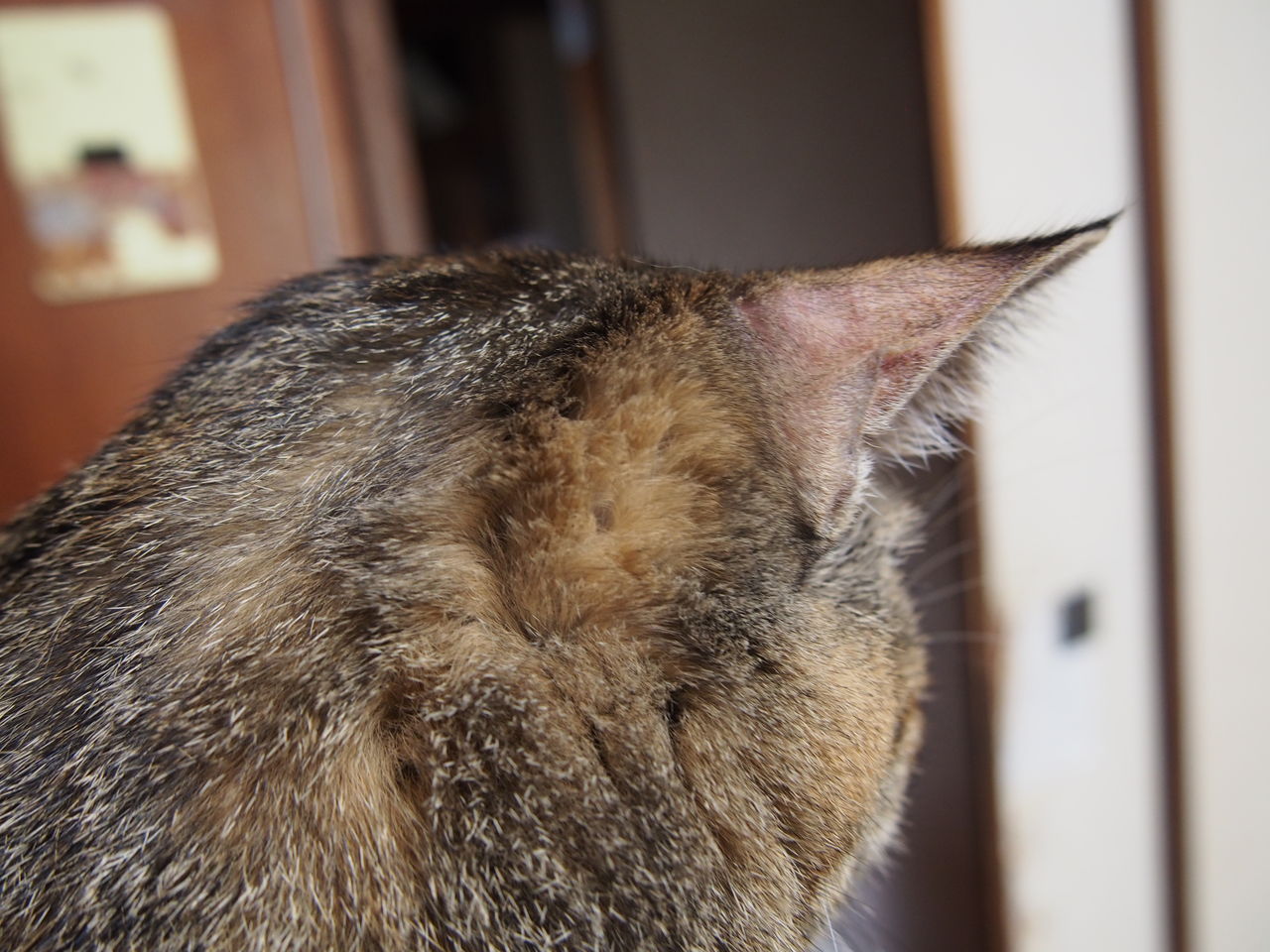 つむじ ねこ様と私 つむじ ねこ様と私