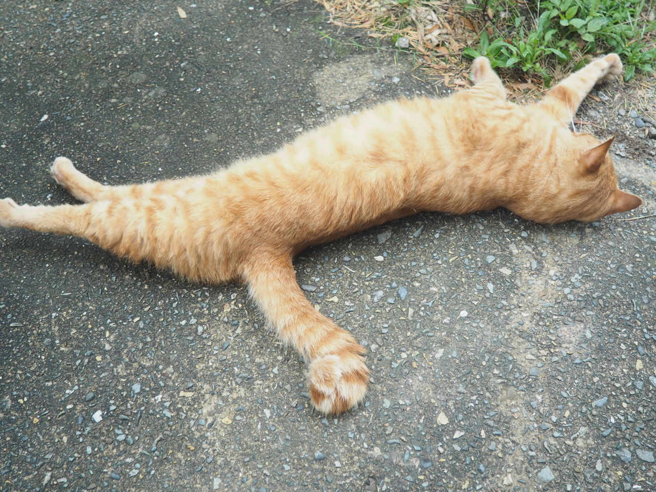 ある日の虎一 ねこ様と私