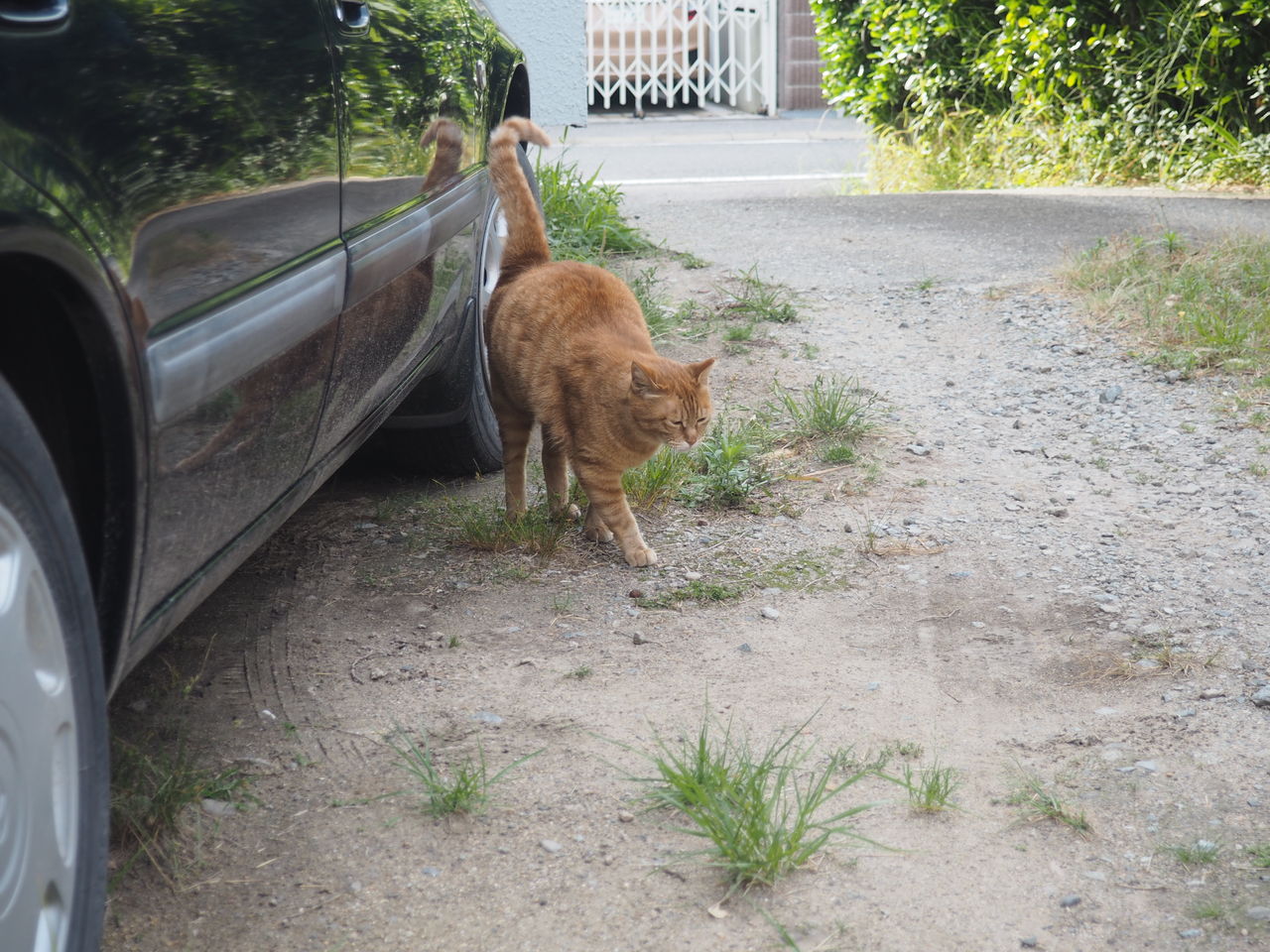 可愛い虎二 ねこ様と私 可愛い虎二 ねこ様と私