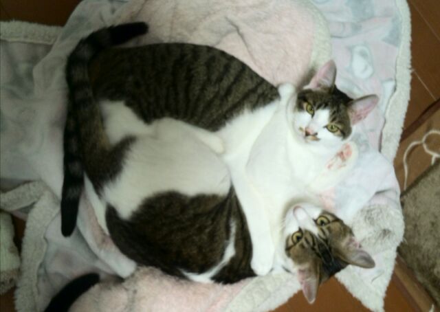禁断 愛し合うふたり ねこと幸せの輪 禁断 愛し合うふたり ねこと幸せの輪