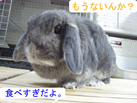 マフまくら_2
