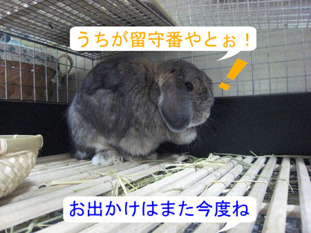 うさフェスタ2011_00
