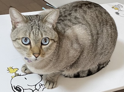 F1A85296-3859-4331-A2B1-F7BCB6E10DEE