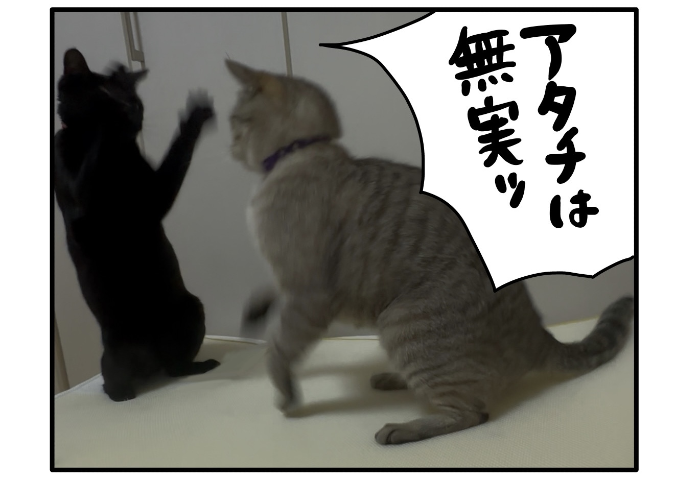 最近の猫達の様子〜実写版〜 : つんの日常ブログ Powered by ライブドアブログ