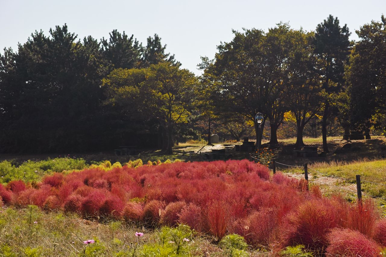 紅葉したコキア 葛西臨海公園 徒然わいん