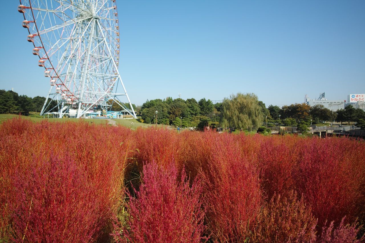 紅葉したコキア 葛西臨海公園 徒然わいん