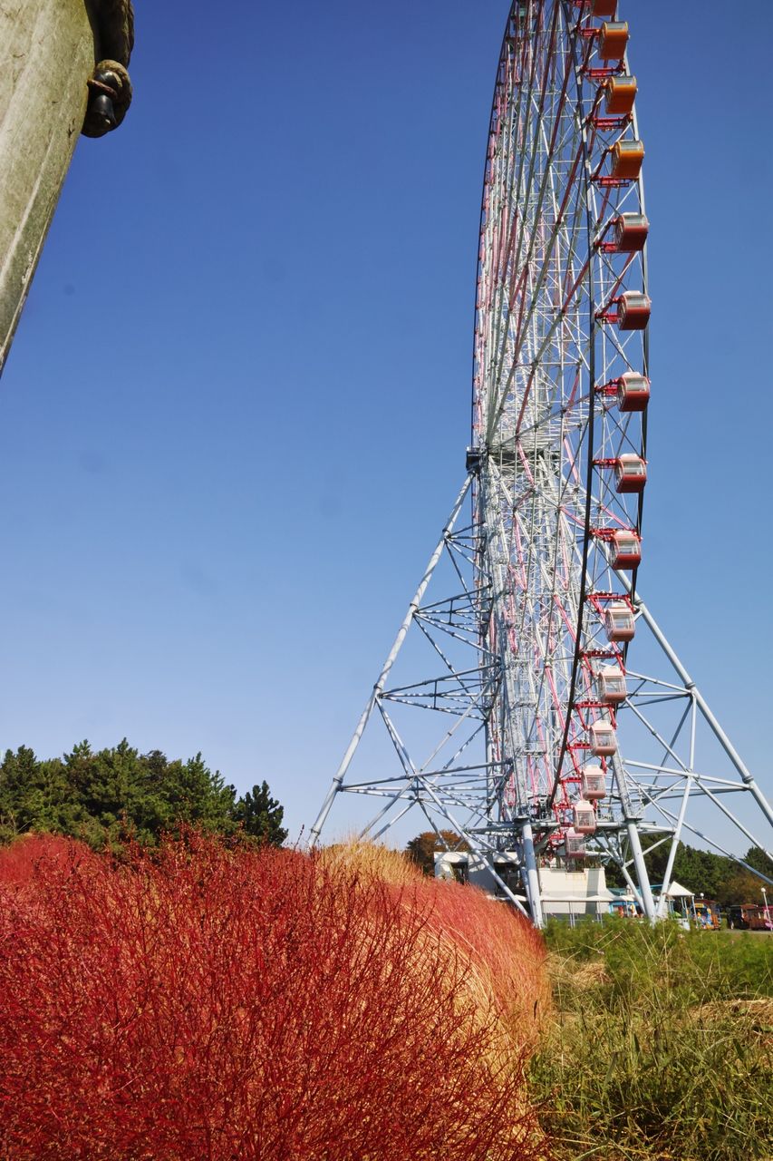 紅葉したコキア 葛西臨海公園 徒然わいん 紅葉したコキア 葛西臨海公園 徒然わいん