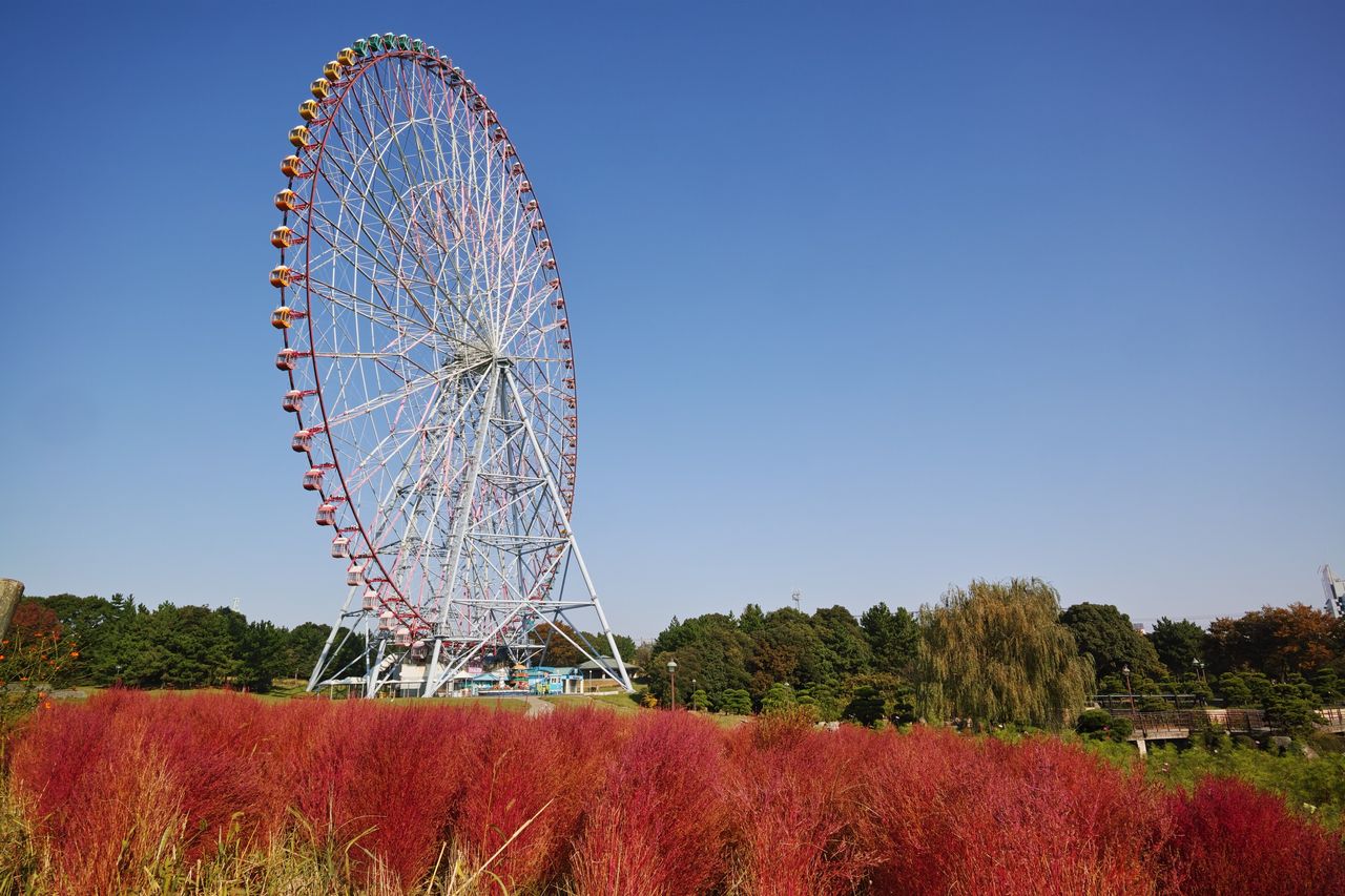 紅葉したコキア 葛西臨海公園 徒然わいん