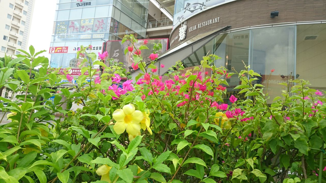 南国の花木 鳳凰木 オオバナアリアケカズラ アカバナー 晴れ時々お庭 南国の花木 鳳凰木 オオバナアリアケカズラ アカバナー 晴れ時々お庭