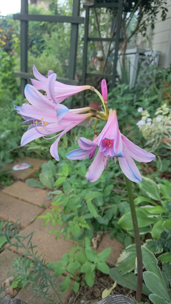 リコリス スプレンゲリー 晴れ時々お庭