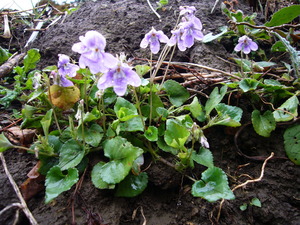 003
