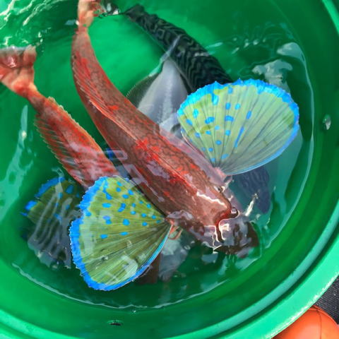 春のホウボウ釣りに行ってきました 923の釣果blog