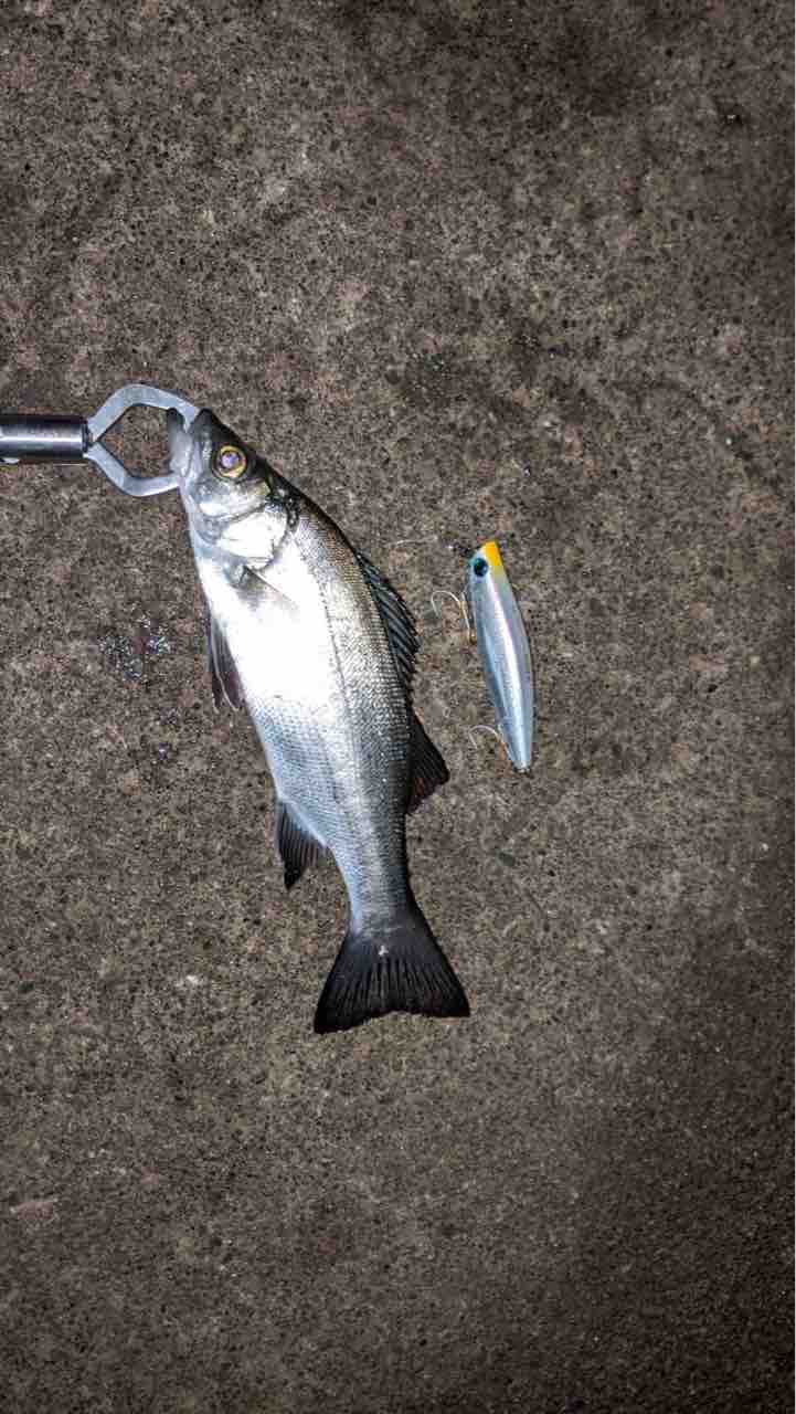 1月13日 相模川で 平セイゴ ゲット 釣りバカsの日常
