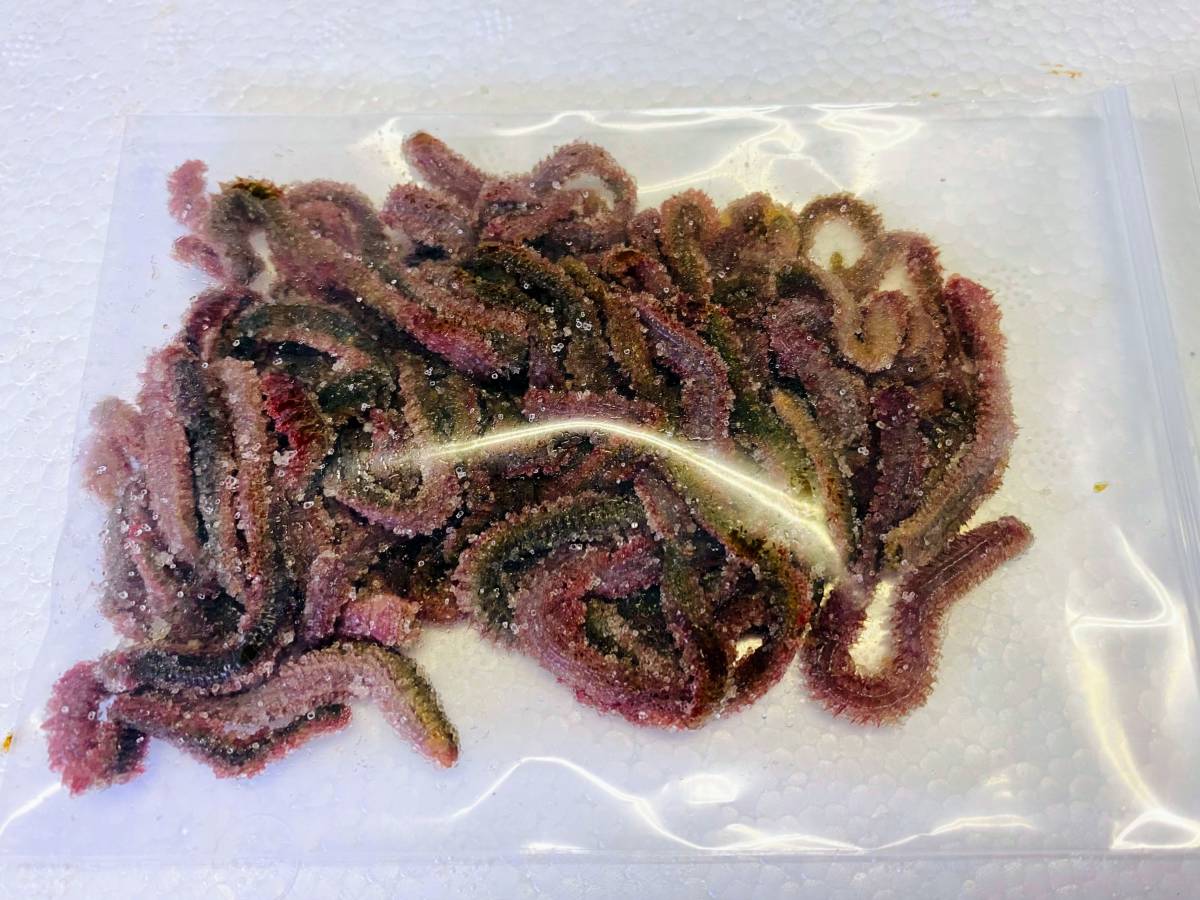 【イソメ最強!】万能釣りエサで多種の魚をゲット! : 釣りの楽しみ方