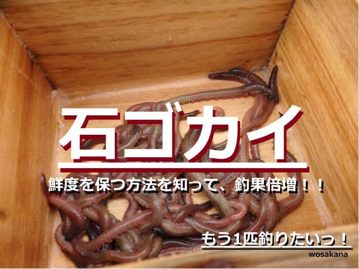 【青イソメやゴカイに最適!】ハリが進化した新しい釣りハリ登場! : 釣りの楽しみ方