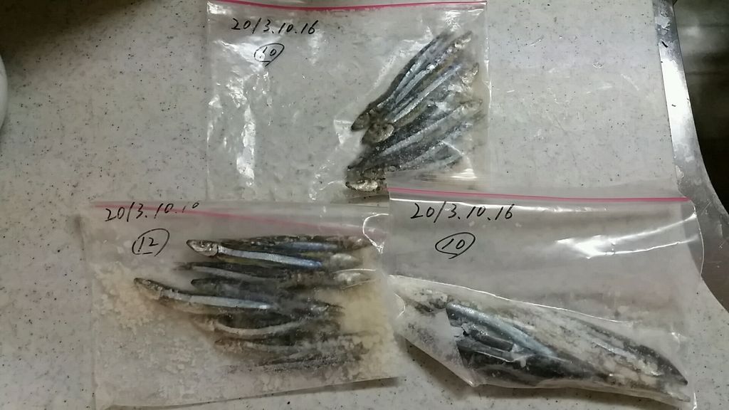 3年物の冷凍キビナゴ いつまで使えるの 紙風船の 釣るか釣られるか 3年物の冷凍キビナゴ いつまで使えるの 紙風船の 釣るか釣られるか