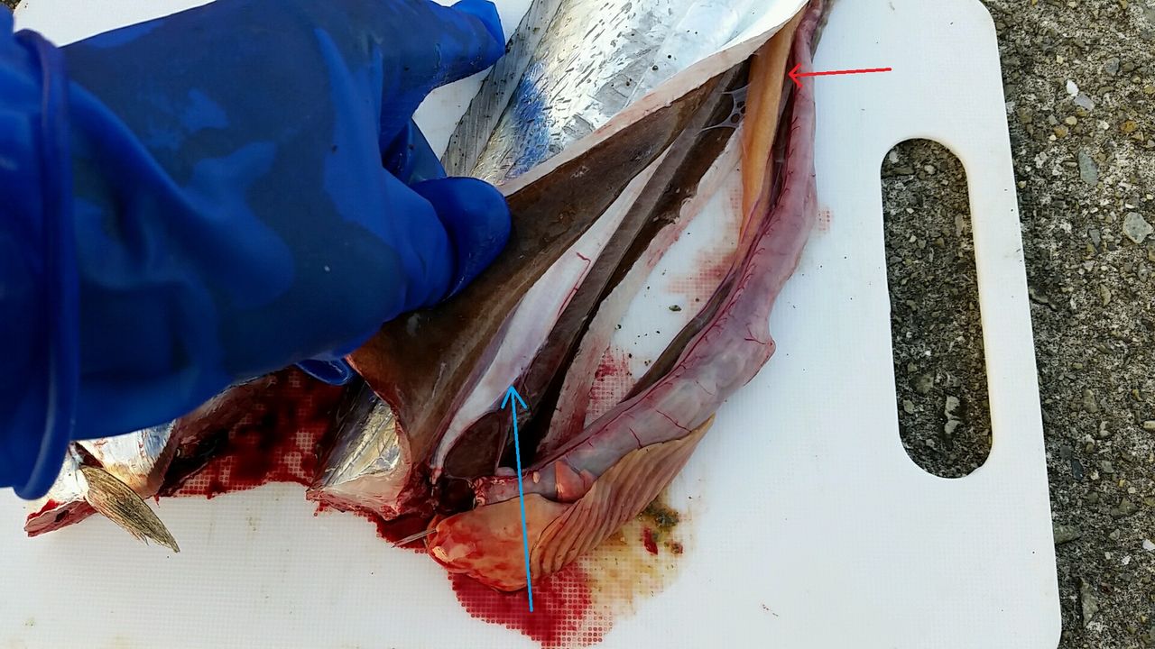 西宮発 初心者向け 安 近 短のタチウオ釣り タチウオの脳締めと下処理の手順 画像付き 紙風船の 釣るか釣られるか