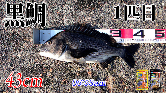年無しに１ｃｍ足らず 周防大島の黒鯛 チヌ 釣り 016 ツリアルクアラウンド