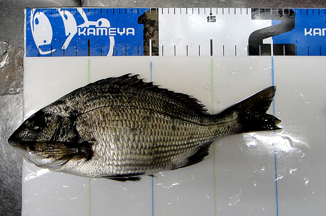 釣果(3)670pix