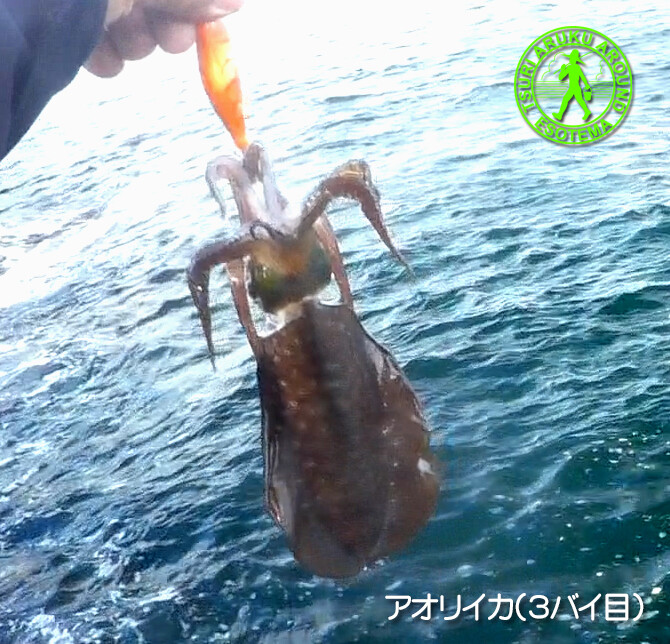 ２０２０秋イカ オープン 浜田市でエギング 027 ツリアルクアラウンド