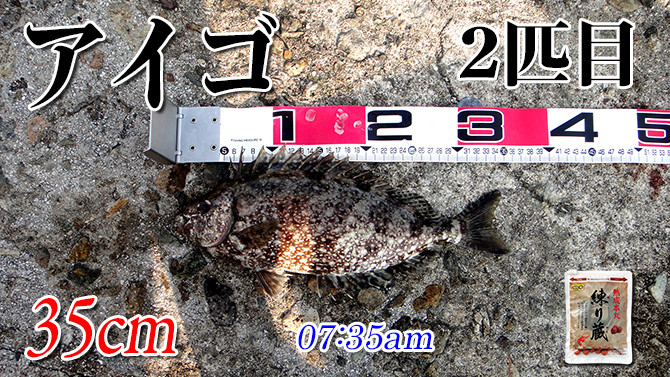 見えない奴と毒魚 日本海の黒鯛 チヌ 釣り 002 ツリアルクアラウンド