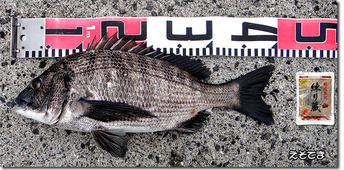 釣果：黒鯛４０ｃｍ（１匹目）