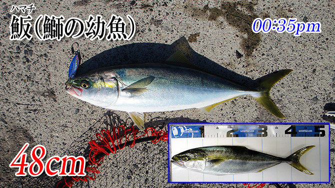 ハマチ48cm_670pix