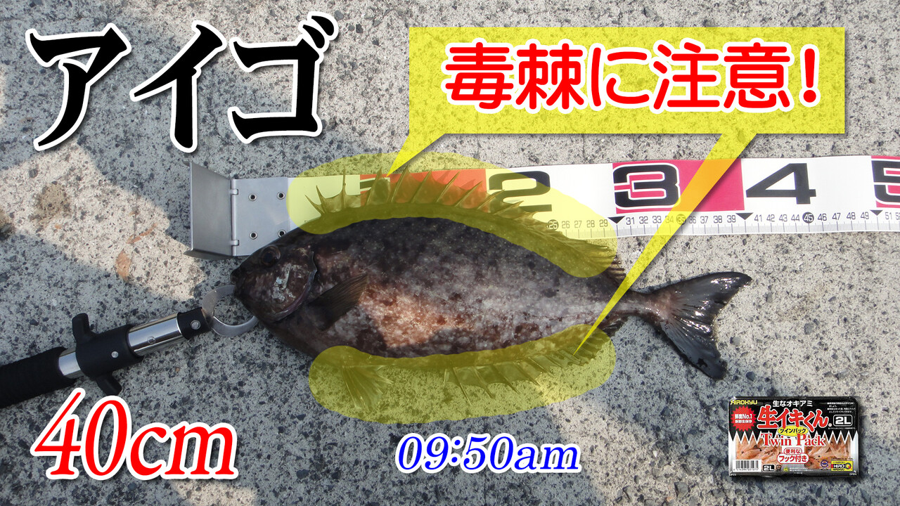 ４０ｃｍのアイゴ 柳井市の黒鯛 チヌ 釣り 044 ツリアルクアラウンド