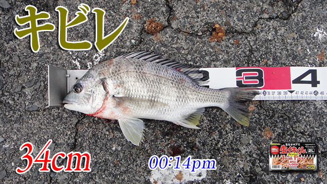 気温も釣果も寒い 周防大島の黒鯛 チヌ 釣り 019 ツリアルクアラウンド