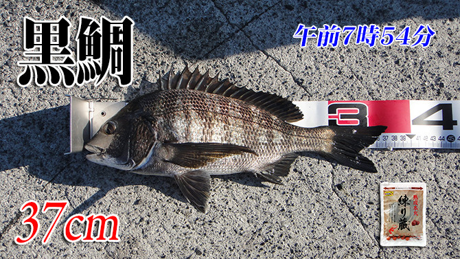 アイゴからスタート 山口県柳井市の黒鯛 チヌ 釣り 027 ツリアルクアラウンド