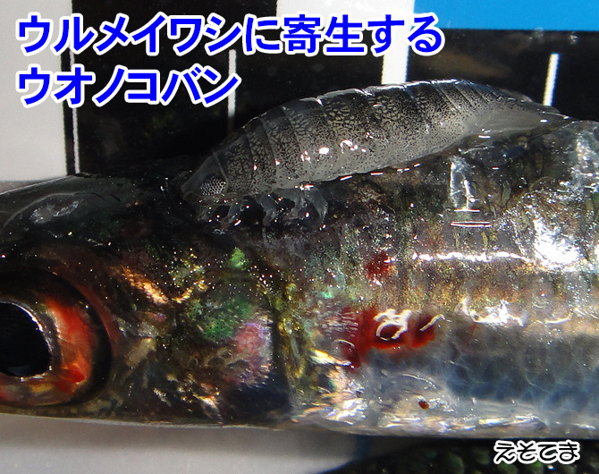 見えチヌは釣れない 山口県柳井市の黒鯛 チヌ 釣り 031 ツリアルクアラウンド 見えチヌは釣れない 山口県柳井市の黒鯛 チヌ 釣り 031 ツリアルクアラウンド