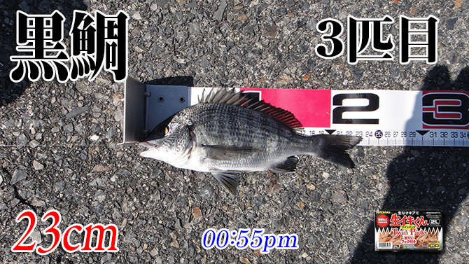 釣果04(黒鯛)670