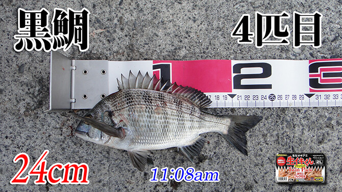 釣果（４）670