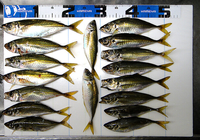 釣果(1)670pix