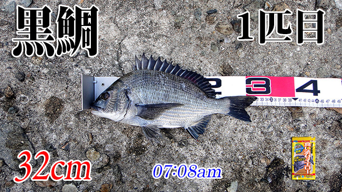 見えない奴と毒魚 日本海の黒鯛 チヌ 釣り 002 ツリアルクアラウンド