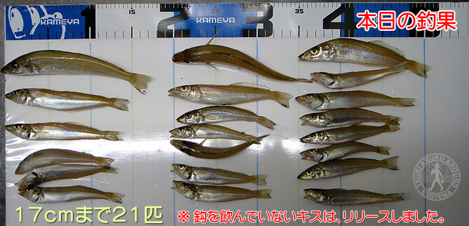 日本海の白鱚で刺身を作ってみた 日本海のシロギス釣り 006 ツリアルクアラウンド