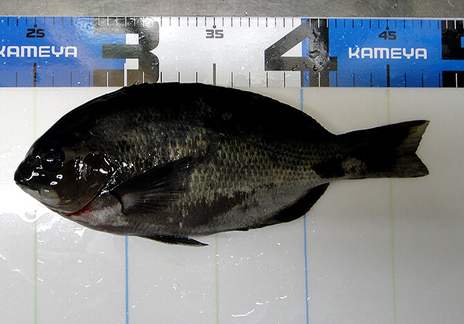 釣果(2)670pix