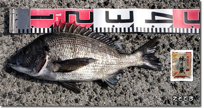 釣果:黒鯛37cm(2匹目)