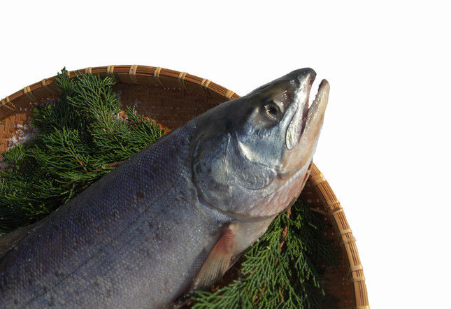 グロい アニサキスを蒸して食べる動画www ザ 芸能ニュース グロい アニサキスを蒸して食べる動画www ザ 芸能ニュース